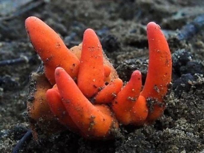 Most deadly fungus species in Asia mysteriously emerged in Australia | जगातलं सर्वात विषारी मशरूम, हे खाणं तर सोडाच केवळ स्पर्श केल्यानेही पडाल आजारी!