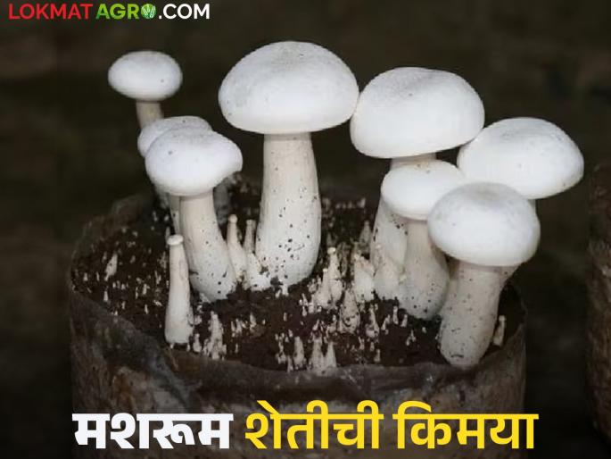Mushroom Farming: Read in detail how Baburao earned lakhs of income from mushroom farming | Mushroom Farming : मशरूम शेतीतून बाबूरावांना मिळाले लाखोंचे उत्पन्न कसे ते वाचा सविस्तर Mushroom Farming: Read in detail how Baburao earned lakhs of income from mushroom farming | Mushroom Farming : मशरूम शेतीतून बाबूरावांना मिळाले लाखोंचे उत्पन्न कसे ते वाचा सविस्तर
