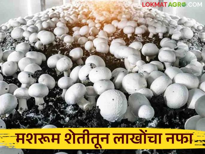 latest news Farmer Success Story: Big profit in small space; Read details of farmer's big income from mushroom farming | Farmer Success Story : कमी जागेत मोठा नफा; मशरूम शेतीतून शेतकऱ्याची मोठी कमाई वाचा सविस्तर latest news Farmer Success Story: Big profit in small space; Read details of farmer's big income from mushroom farming | Farmer Success Story : कमी जागेत मोठा नफा; मशरूम शेतीतून शेतकऱ्याची मोठी कमाई वाचा सविस्तर