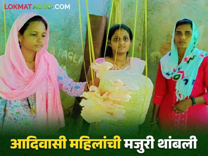 Latest News Mushroom Farming How has mushroom farming changed lives nandurbar of tribal women Read in detail   | Mushroom Farming : मशरूम शेतीनं आदिवासी महिलांचं जीवन कसं बदललं? वाचा सविस्तर   Latest News Mushroom Farming How has mushroom farming changed lives nandurbar of tribal women Read in detail   | Mushroom Farming : मशरूम शेतीनं आदिवासी महिलांचं जीवन कसं बदललं? वाचा सविस्तर