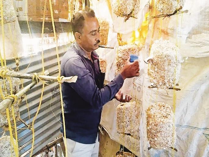 Inspirational experiments of mushroom farming in low rainfall areas of Akola | अल्प पावसाच्या प्रदेशात मशरूम शेतीचा प्रेरणादायी प्रयोग Inspirational experiments of mushroom farming in low rainfall areas of Akola | अल्प पावसाच्या प्रदेशात मशरूम शेतीचा प्रेरणादायी प्रयोग