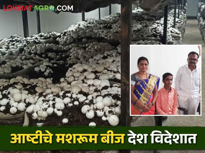 Eight lakh monthly turnover from mushroom farming; An inspiring success story of a highly educated young entrepreneur | Mushroom Farming महिन्याकाठी आठ लाखांची मशरूम शेतीतून उलाढाल; उच्चशिक्षित तरुण उद्योजकाची प्रेरणादायी यशकथा Eight lakh monthly turnover from mushroom farming; An inspiring success story of a highly educated young entrepreneur | Mushroom Farming महिन्याकाठी आठ लाखांची मशरूम शेतीतून उलाढाल; उच्चशिक्षित तरुण उद्योजकाची प्रेरणादायी यशकथा