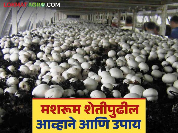 Latest News Know the problems faced in mushroom farming and their solutions in detail | Mushroom Farming : मशरूम शेतीत येणाऱ्या अडचणी आणि त्यावरील उपाय, जाणून घ्या सविस्तर  Latest News Know the problems faced in mushroom farming and their solutions in detail | Mushroom Farming : मशरूम शेतीत येणाऱ्या अडचणी आणि त्यावरील उपाय, जाणून घ्या सविस्तर
