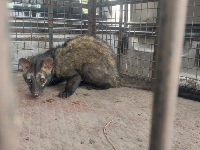 masanya ud was found in akola | अकोल्यात भरवस्तीत आढळला मसन्या उद