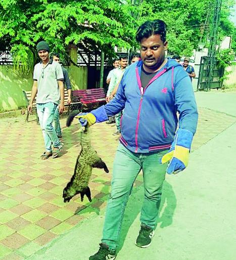 Masnya Ud found on a tree in Bajajnagar, in Nagpur | नागपुरातील गजबजलेल्या बजाजनगरात झाडावर आढळला मसन्या उद Masnya Ud found on a tree in Bajajnagar, in Nagpur | नागपुरातील गजबजलेल्या बजाजनगरात झाडावर आढळला मसन्या उद