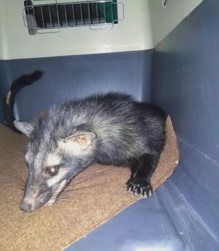 When Masanyaud enters the office of the Chief Forest Officer ... | प्रधान मुख्य वनसंरक्षकांच्या कार्यालयात मसन्याउद शिरतो तेव्हा...