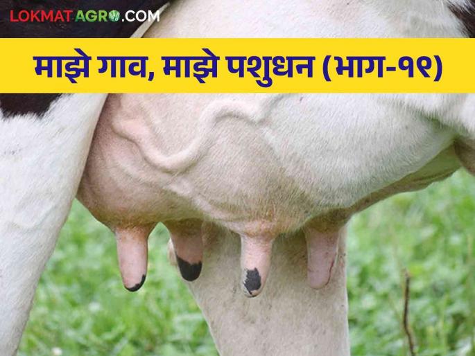 Read in detail what measures should be taken to prevent mastitis during monsoon | मस्टायटिस होऊ नये म्हणून काय उपाययोजना करायला हव्यात वाचा सविस्तर