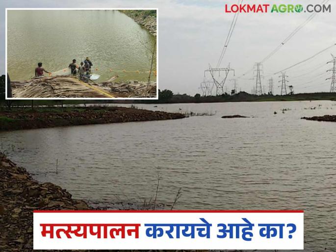 Latest News Fish farming Pure seeds for fish farming will be available from Krishi Vigyan Kendra | Fish Farming : तुम्हाला मत्स्यपालन करायचे आहे का? मग इथे मिळतील शुद्ध बीज, वाचा सविस्तर