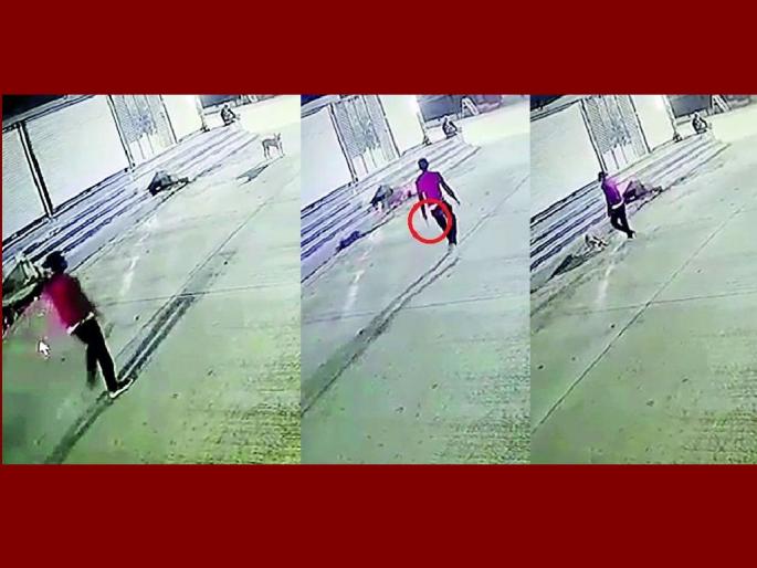 A pregnant dog was brutally killed by stabbing a knife in the stomach in wardha | अशीही क्रूरता; पोटात चाकू भोसकून गर्भवती श्वानाची माथेफिरूने केली हत्या A pregnant dog was brutally killed by stabbing a knife in the stomach in wardha | अशीही क्रूरता; पोटात चाकू भोसकून गर्भवती श्वानाची माथेफिरूने केली हत्या