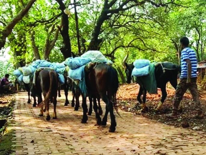 Matherankar trouble with Transport Law | वाहतुकीच्या कायद्याने माथेरानकर हैराण