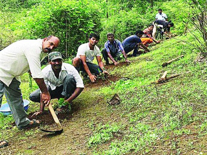 Herbicide cultivation on the whirlpool | घाटमाथ्यावर वनौषधींची लागवड Herbicide cultivation on the whirlpool | घाटमाथ्यावर वनौषधींची लागवड