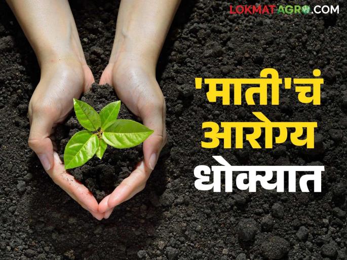 Excessive use of fertilizers and pesticides in the state; What does the soil health report say? | राज्यात खतांचा आणि कीटकनाशकांचा होतोय बेसुमार वापर; काय म्हणतोय माती आरोग्याचा रिपोर्ट? Excessive use of fertilizers and pesticides in the state; What does the soil health report say? | राज्यात खतांचा आणि कीटकनाशकांचा होतोय बेसुमार वापर; काय म्हणतोय माती आरोग्याचा रिपोर्ट?