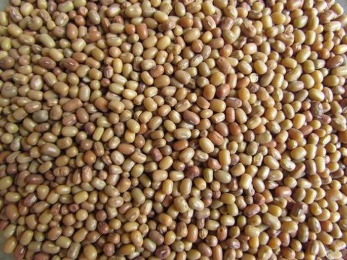 Rate of Matki slash in market | हरभरा, तूरपाठोपाठ मठाचे भाव कोसळण्याचे संकेत Rate of Matki slash in market | हरभरा, तूरपाठोपाठ मठाचे भाव कोसळण्याचे संकेत