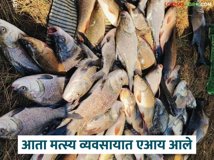 Latest News AI In Fish Farming Use of AI technology in fisheries, first initiative in Maharashtra | AI In fish Farming : मत्स्यव्यवसायात एआय तंत्रज्ञानाचा वापर, महाराष्ट्रातील पहिलाच उपक्रम Latest News AI In Fish Farming Use of AI technology in fisheries, first initiative in Maharashtra | AI In fish Farming : मत्स्यव्यवसायात एआय तंत्रज्ञानाचा वापर, महाराष्ट्रातील पहिलाच उपक्रम