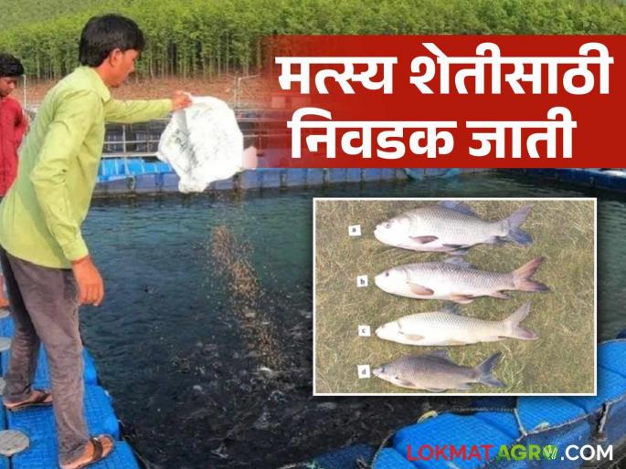 Latest News Matsya sheti These three fish varieties are best options for fish farming Business, read in detail | Fish Farming : मत्स्यपालन सुरु करताय? या माशांच्या तीन जाती आहेत बेस्ट पर्याय, वाचा सविस्तर  Latest News Matsya sheti These three fish varieties are best options for fish farming Business, read in detail | Fish Farming : मत्स्यपालन सुरु करताय? या माशांच्या तीन जाती आहेत बेस्ट पर्याय, वाचा सविस्तर