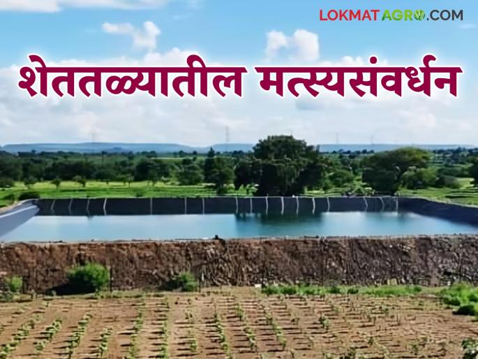 latest news shettale fish farming Preparations to start fish farming in farm pond, read in detail | Shettale Fish Farming : शेततळ्यात मत्स्यपालन सुरु करायचंय? अशी करा पूर्वतयारी, वाचा सविस्तर  latest news shettale fish farming Preparations to start fish farming in farm pond, read in detail | Shettale Fish Farming : शेततळ्यात मत्स्यपालन सुरु करायचंय? अशी करा पूर्वतयारी, वाचा सविस्तर