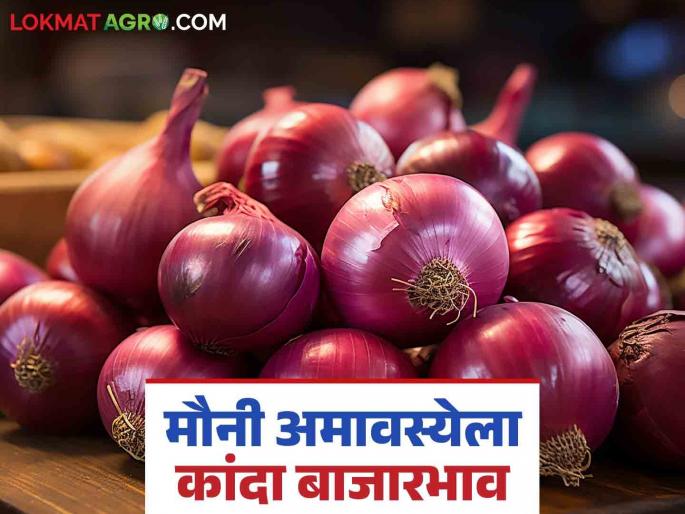 Latest News todays Lal Kanda Bajarbhav kanda market on Mauni Amavasya see details | Kanda Market Update : मौनी अमावस्येला लाल कांद्याला काय भाव मिळाला? वाचा आजचे बाजारभाव 