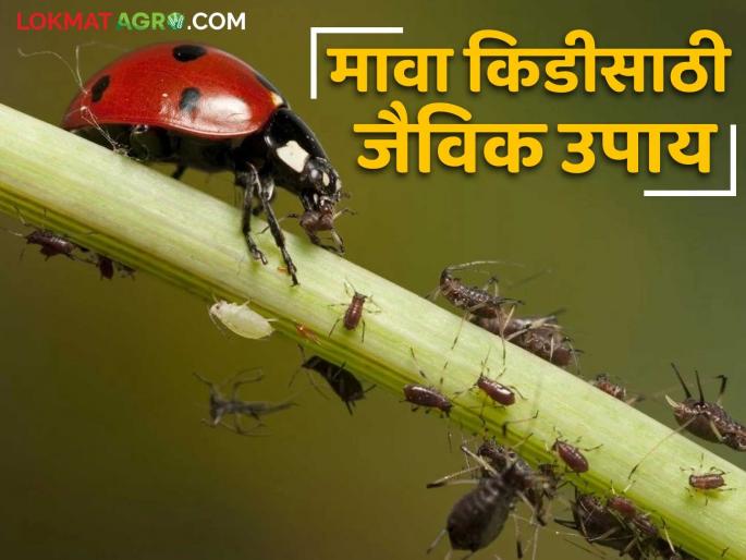 Mava Kid Niyantran : What are the low cost biological solutions for controlling Aphids? Read in detail | Mava Kid Niyantran : मावा किडीच्या नियंत्रणासाठी कमी खर्चाचे जैविक उपाय कोणते? वाचा सविस्तर