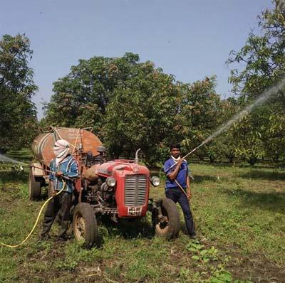 Infestation of Diseases and Diseases | मावा व तुडतुडे रोगांचा प्रादुर्भाव Infestation of Diseases and Diseases | मावा व तुडतुडे रोगांचा प्रादुर्भाव