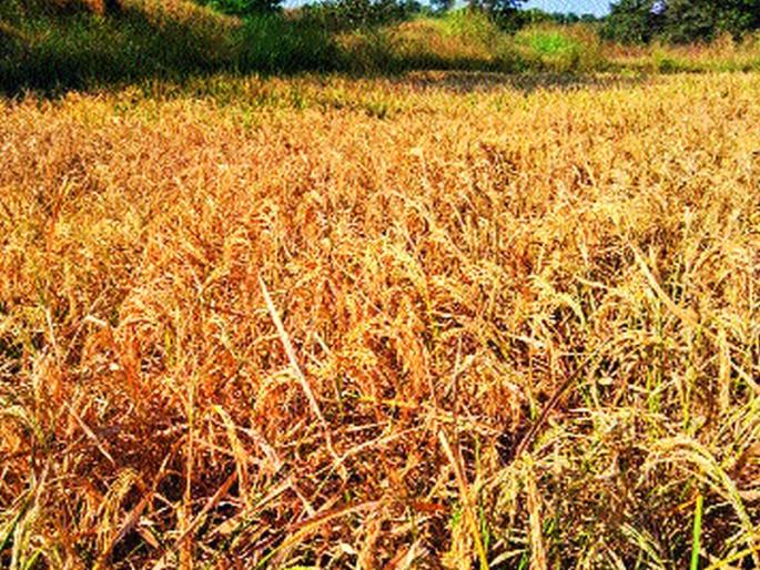 Due to drought in Maval taluka | मावळ तालुक्यात दुष्काळाचे सावट कायम Due to drought in Maval taluka | मावळ तालुक्यात दुष्काळाचे सावट कायम