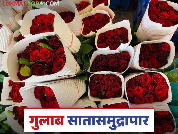 Maval Rose Farming : Two crore roses from Maval sent different country on the occasion of 'Valentine's Day' | Maval Rose Farming : 'व्हॅलेंटाइन डे' निमित्त मावळातून दोन कोटी गुलाब सातासमुद्रापार