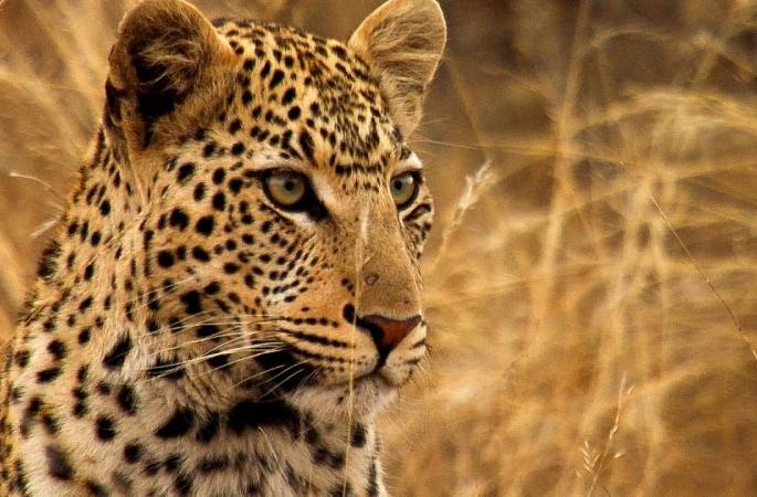 Ignoring the wildlife department, the leopard was killed | वन्यजीव विभागाचे दुर्लक्षच ‘त्या’ बिबट्याच्या जीवावर बेतले Ignoring the wildlife department, the leopard was killed | वन्यजीव विभागाचे दुर्लक्षच ‘त्या’ बिबट्याच्या जीवावर बेतले