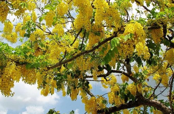 It will rain soon this year | यंदा लवकरच येईल पाऊस... बाहवा, पावशा देताहेत संकेत It will rain soon this year | यंदा लवकरच येईल पाऊस... बाहवा, पावशा देताहेत संकेत