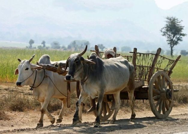 Unfortunately! The call of time and 'they' sat on the bullpen | दुर्दैवी!  काळाने दिली हाक अन् ‘ते’ बसले बैलबंडीवर