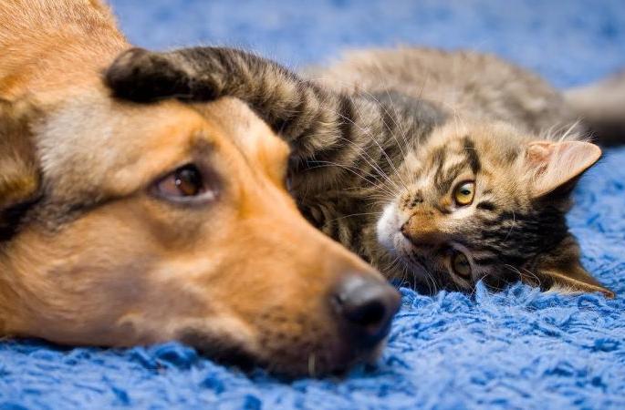 petting a dog a cat did you get a license the record remains with the veterinary department of the municipality | कुत्रा, मांजर पाळताय; तुम्ही परवाना घेतला का? पालिकेच्या पशुवैद्यकीय विभागाकडे राहते नोंद petting a dog a cat did you get a license the record remains with the veterinary department of the municipality | कुत्रा, मांजर पाळताय; तुम्ही परवाना घेतला का? पालिकेच्या पशुवैद्यकीय विभागाकडे राहते नोंद