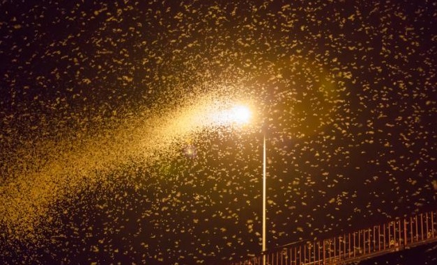 Incidents created by Sangliit kitak, incident on Ankli Bridge | सांगलीत कीटकांनी घडविले अपघात, अंकली पुलावरील घटना Incidents created by Sangliit kitak, incident on Ankli Bridge | सांगलीत कीटकांनी घडविले अपघात, अंकली पुलावरील घटना