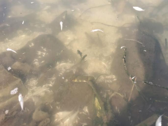 Fish die with polluted water in Jambhulwadi lake | जांभुळवाडी तलावातील प्रदूषित पाण्याने माशांचा मृत्यू Fish die with polluted water in Jambhulwadi lake | जांभुळवाडी तलावातील प्रदूषित पाण्याने माशांचा मृत्यू