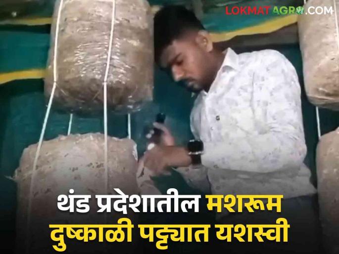 Latest News mushroom farming in hut by young mbbs doctor experiment in village | Mushroom Farming : एमबीबीएस डॉक्टर तरूणाचा जबरदस्त प्रयोग, झोपडीत फुलवली मशरूमची शेती