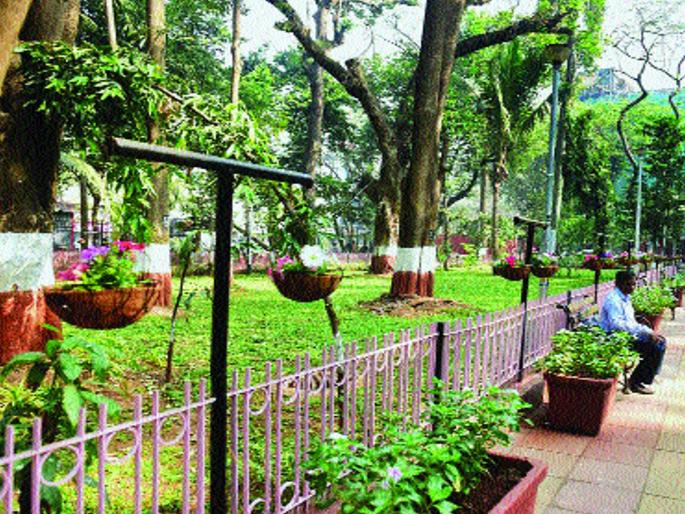 Hanging wells in the garden of Mumbai; 'Petonia' plant adds beauty | मुंबईच्या बागेत बहरणार झुलत्या कुंड्या; ‘पिटोनिया’च्या रोपामुळे सौंदर्यात भर Hanging wells in the garden of Mumbai; 'Petonia' plant adds beauty | मुंबईच्या बागेत बहरणार झुलत्या कुंड्या; ‘पिटोनिया’च्या रोपामुळे सौंदर्यात भर