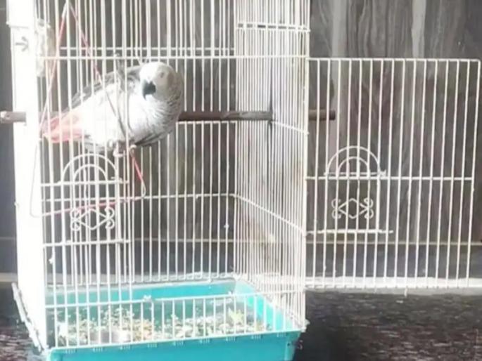 A different case has come to light from Agra in Uttar Pradesh. | मालकाला पाहताच पोपट म्हणाला, "मम्मी-पप्पा"; पोलिसांनी काही क्षणात निर्णय देऊन टाकला! A different case has come to light from Agra in Uttar Pradesh. | मालकाला पाहताच पोपट म्हणाला, "मम्मी-पप्पा"; पोलिसांनी काही क्षणात निर्णय देऊन टाकला!