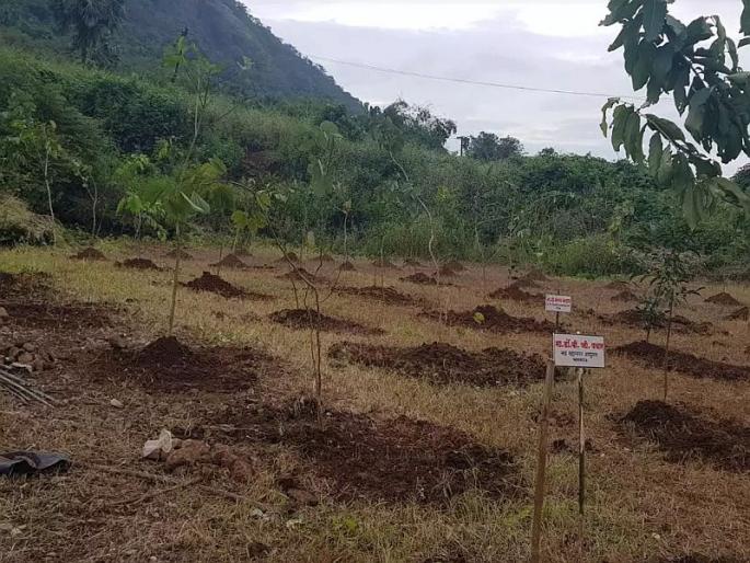 51 thousand trees were planted by the MMRDA at Shilfata | एमएमआरडीएकडून शिळफाटा येथे ५१ हजार वृक्षांची लागवड 51 thousand trees were planted by the MMRDA at Shilfata | एमएमआरडीएकडून शिळफाटा येथे ५१ हजार वृक्षांची लागवड
