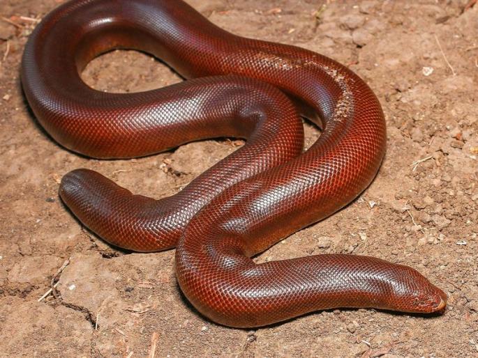 Caught by the couple for sale | विक्रीसाठी आणलेले मांडूळ दोघांकडून जप्त Caught by the couple for sale | विक्रीसाठी आणलेले मांडूळ दोघांकडून जप्त