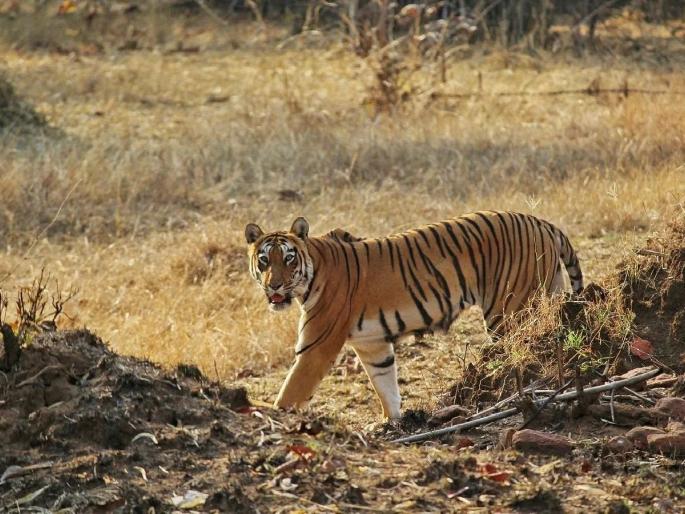 Tadoba, Tipeshwar Sanctuary is a tourist favourite; Melghat, Sahyadri retreat | ताडोबा, टिपेश्वर अभयारण्याला पर्यटकांची पसंती; मेळघाट, सह्याद्री माघारले Tadoba, Tipeshwar Sanctuary is a tourist favourite; Melghat, Sahyadri retreat | ताडोबा, टिपेश्वर अभयारण्याला पर्यटकांची पसंती; मेळघाट, सह्याद्री माघारले