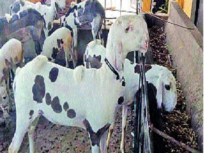 Madgoli Breed Rating: In the final stage: online marketing for national, international markets. | माडग्याळी जातीच्या मेंढीचे मानांकन अंतिम टप्प्यात-: राष्ट्रीय, आंतरराष्ट्रीय बाजारपेठेसाठी आॅनलाईन मार्केटिंग Madgoli Breed Rating: In the final stage: online marketing for national, international markets. | माडग्याळी जातीच्या मेंढीचे मानांकन अंतिम टप्प्यात-: राष्ट्रीय, आंतरराष्ट्रीय बाजारपेठेसाठी आॅनलाईन मार्केटिंग