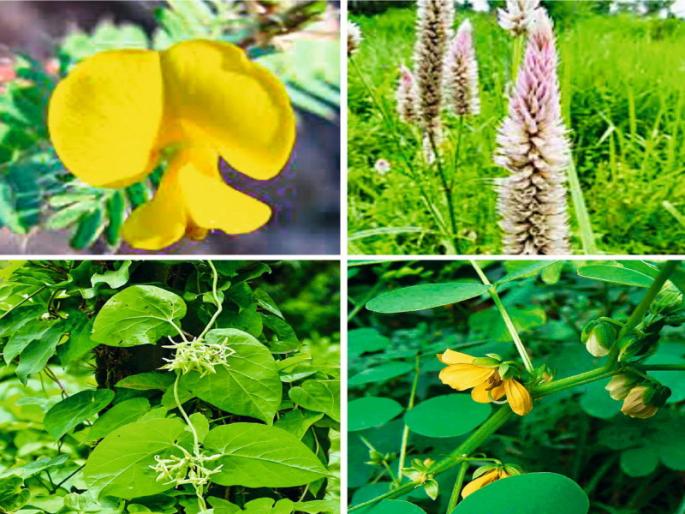 Medicinal fruits of wild vegetables are rare in Shravan Keeps health healthy | श्रावणात रानभाज्यांचा औषधी मेवा दुर्मिळ; आरोग्य ठेवतात निरोगी Medicinal fruits of wild vegetables are rare in Shravan Keeps health healthy | श्रावणात रानभाज्यांचा औषधी मेवा दुर्मिळ; आरोग्य ठेवतात निरोगी