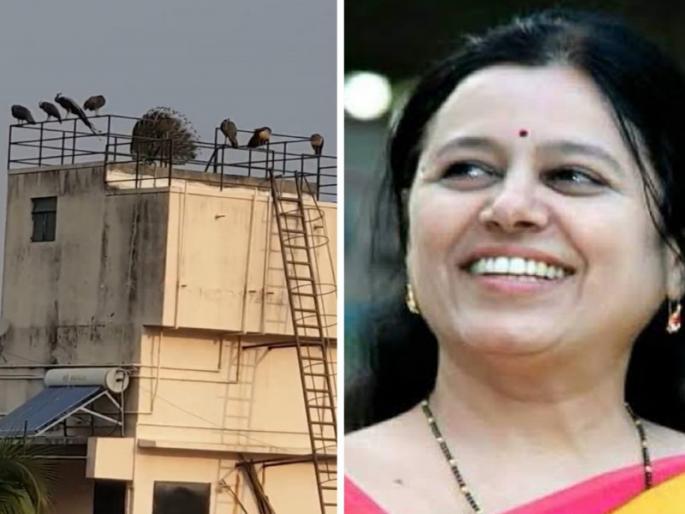 Home of National Bird Peacocks Lets Save Vetal Hill Peacock and Landor near Medha Kulkarni's House | Video: राष्ट्रीय पक्षी मोरांचे घर "वेताळ टेकडीला वाचवूया", मेधा कुलकर्णींच्या घराजवळच मोर अन् लांडोर Home of National Bird Peacocks Lets Save Vetal Hill Peacock and Landor near Medha Kulkarni's House | Video: राष्ट्रीय पक्षी मोरांचे घर "वेताळ टेकडीला वाचवूया", मेधा कुलकर्णींच्या घराजवळच मोर अन् लांडोर