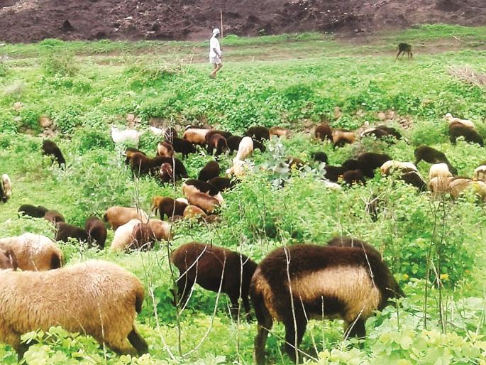 No twinkling light, no arrangement of lamps; We have Diwali with the sheep in the forest | ना लखलखता प्रकाश, ना दिव्यांची आरास; आमची दिवाळी असते रानावनात मेंढ्यांच्या कळपात No twinkling light, no arrangement of lamps; We have Diwali with the sheep in the forest | ना लखलखता प्रकाश, ना दिव्यांची आरास; आमची दिवाळी असते रानावनात मेंढ्यांच्या कळपात