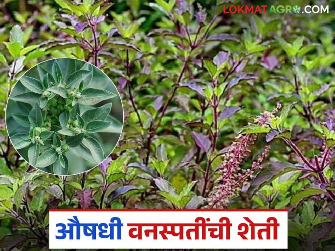 latest news Medicinal Plants Farming: Washim is turning to medicinal farming! New life-saving solution for farmers from 'Atma' system | Medicinal Plants Farming : औषधी शेतीकडे वळतेय वाशिम! 'आत्मा' यंत्रणेकडून शेतकऱ्यांसाठी नवा संजीवनी उपाय