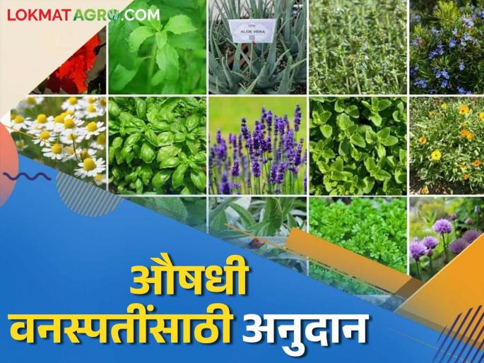 Subsidies are being provided for cultivation and processing of medicinal plants; Read in detail | औषधी वनस्पतींची लागवड आणि त्यावर प्रक्रिया करण्यासाठी मिळतंय अनुदान; वाचा सविस्तर Subsidies are being provided for cultivation and processing of medicinal plants; Read in detail | औषधी वनस्पतींची लागवड आणि त्यावर प्रक्रिया करण्यासाठी मिळतंय अनुदान; वाचा सविस्तर