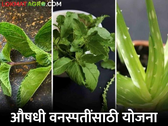 Grants will be given to research centers, universities and NGOs for conservation, development and sustainable management of medicinal plants | औषधी वनस्पतींचे संवर्धन, विकास व शाश्वत व्यवस्थापन यासाठी संशोधन केंद्र, विद्यापीठे व एनजीओंना मिळणार अनुदान