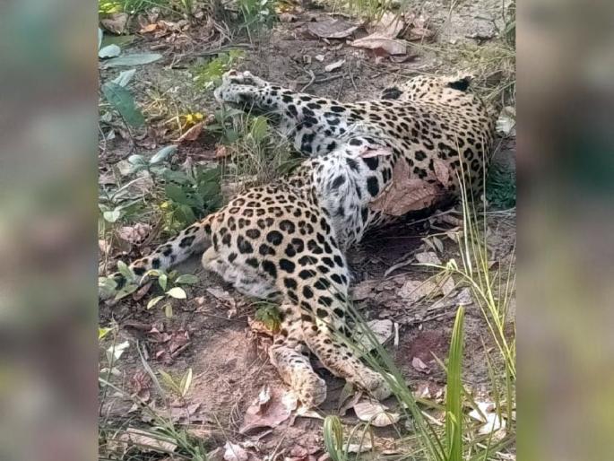 leopard killed in a tiger attack; Incidents in Sindewahi forest area | वाघाशी पंगा बिबट्याच्या जिवावर बेतला! सिंदेवाही वनपरिक्षेत्रातील घटना leopard killed in a tiger attack; Incidents in Sindewahi forest area | वाघाशी पंगा बिबट्याच्या जिवावर बेतला! सिंदेवाही वनपरिक्षेत्रातील घटना