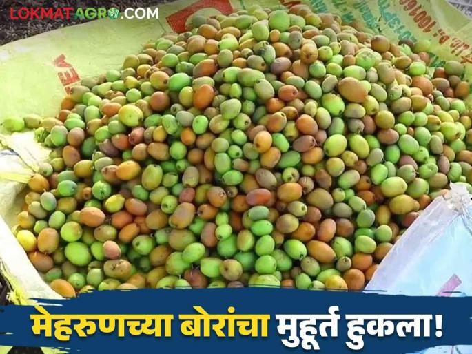 Latest News Mehrun Bore jalgaon Mehrun sacks will arrive 15 to 20 days late Read in detail | Mehrun Bore : यंदा मेहरूणच्या बोरांचा गोडवा चाखायला मिळणार का? वाचा सविस्तर Latest News Mehrun Bore jalgaon Mehrun sacks will arrive 15 to 20 days late Read in detail | Mehrun Bore : यंदा मेहरूणच्या बोरांचा गोडवा चाखायला मिळणार का? वाचा सविस्तर