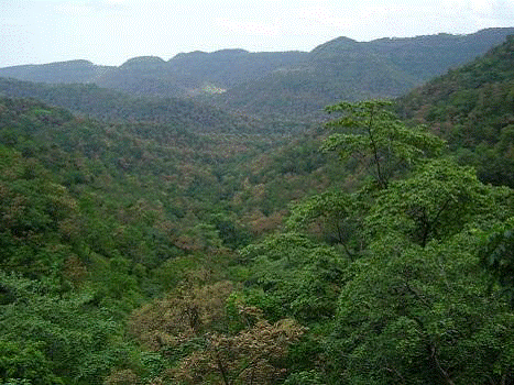 Illegal slaughter of saffron trees in the Melghat forest section | मेळघाट वनविभागात सागवान वृक्षांची अवैध कत्तल