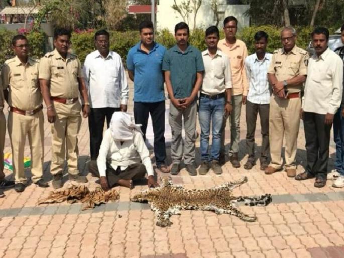 Tigers, leopard skin seized from Melghat forest; One arrested for another pistol | मेळघाटच्या जंगलातून वाघ, बिबटाचे कातडे जप्त; एकाला अटक दुसरा पसार Tigers, leopard skin seized from Melghat forest; One arrested for another pistol | मेळघाटच्या जंगलातून वाघ, बिबटाचे कातडे जप्त; एकाला अटक दुसरा पसार
