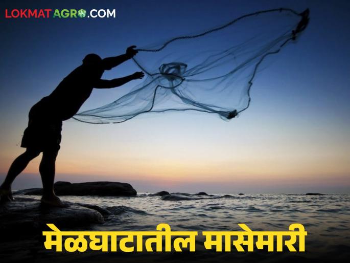 latest news Melghat Fishing: Fishing in Melghat; A new way of earning a living through tradition. Read in detail. | Melghat Fishing : मेळघाटातील मासेमारी; परंपरेतून उपजीविकेचा नवा मार्ग वाचा सविस्तर latest news Melghat Fishing: Fishing in Melghat; A new way of earning a living through tradition. Read in detail. | Melghat Fishing : मेळघाटातील मासेमारी; परंपरेतून उपजीविकेचा नवा मार्ग वाचा सविस्तर