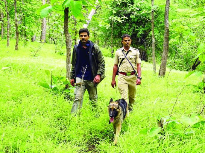 Akht's Jenny Panic in Melghat Tiger Project | मेळघाट व्याघ्र प्रकल्पात अकोटच्या ‘जेनी’ची दहशत! Akht's Jenny Panic in Melghat Tiger Project | मेळघाट व्याघ्र प्रकल्पात अकोटच्या ‘जेनी’ची दहशत!